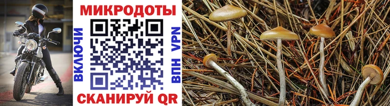 Псилоцибиновые грибы мицелий  блэк спрут ссылки  Шацк 